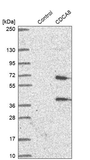 Western blot analysis in control (vector only transfected HEK293T lysate) and CDCA8 over-expression lysate (Co-expressed with a C-terminal myc-DDK tag (~3.1 kDa) in mammalian HEK293T cells, LY402655).