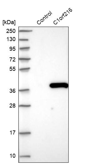 Western blot analysis in control (vector only transfected HEK293T lysate) and C1orf216 over-expression lysate (Co-expressed with a C-terminal myc-DDK tag (~3.1 kDa) in mammalian HEK293T cells, LY407621).
