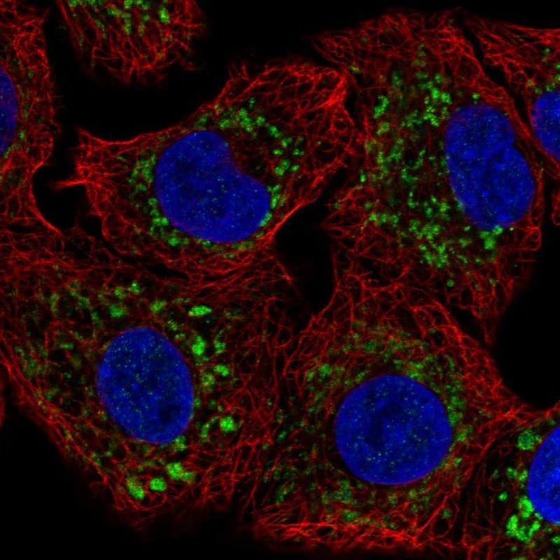 Immunofluorescent staining of human cell line A549 shows localization to mitochondria.