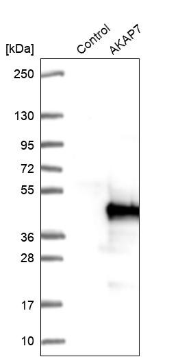 Western blot analysis in control (vector only transfected HEK293T lysate) and AKAP7 over-expression lysate (Co-expressed with a C-terminal myc-DDK tag (~3.1 kDa) in mammalian HEK293T cells, LY429496).