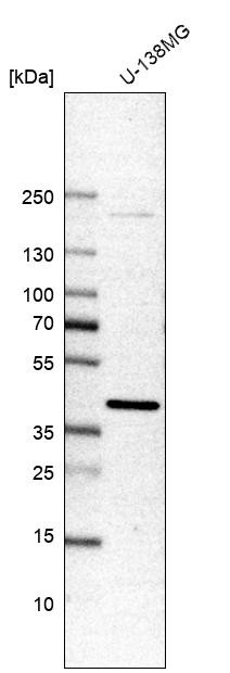 Western blot analysis in human cell line U-138MG.