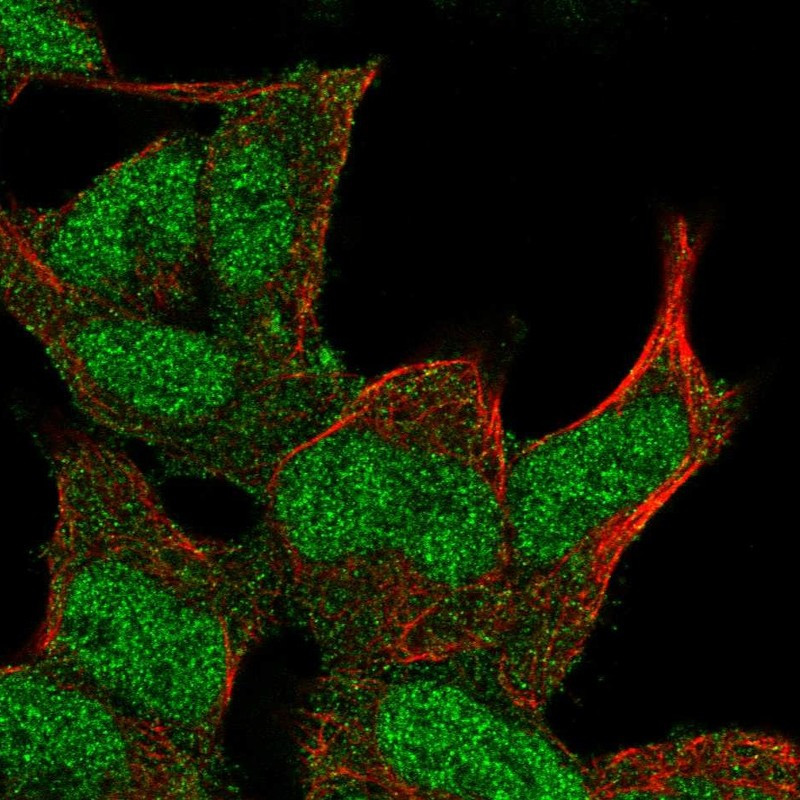 Immunofluorescent staining of human cell line HEK 293 shows localization to nucleoplasm & cytosol.