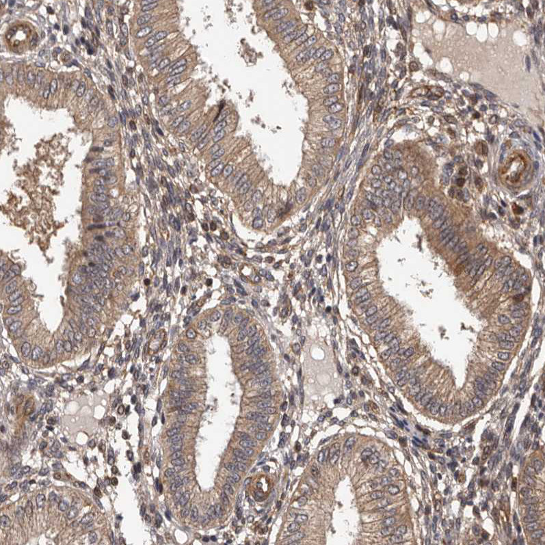 Immunohistochemical staining of human endometrium shows moderate cytoplasmic positivity in glandular cells.