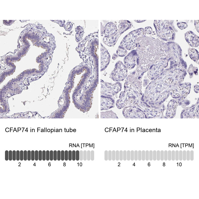 Immunohistochemistry analysis in human fallopian tube and placenta tissues using Anti-CFAP74 antibody. Corresponding CFAP74 RNA-seq data are presented for the same tissues.