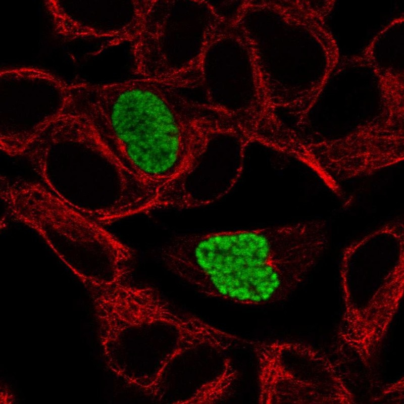 Immunofluorescent staining of human cell line SH-SY5Y shows localization to nucleus.