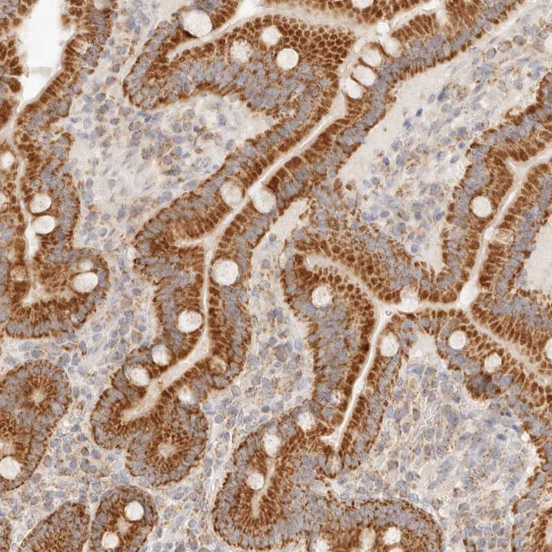 Immunohistochemical staining of human duodenum shows strong cytoplasmic positivity with a granular pattern in glandular cells.