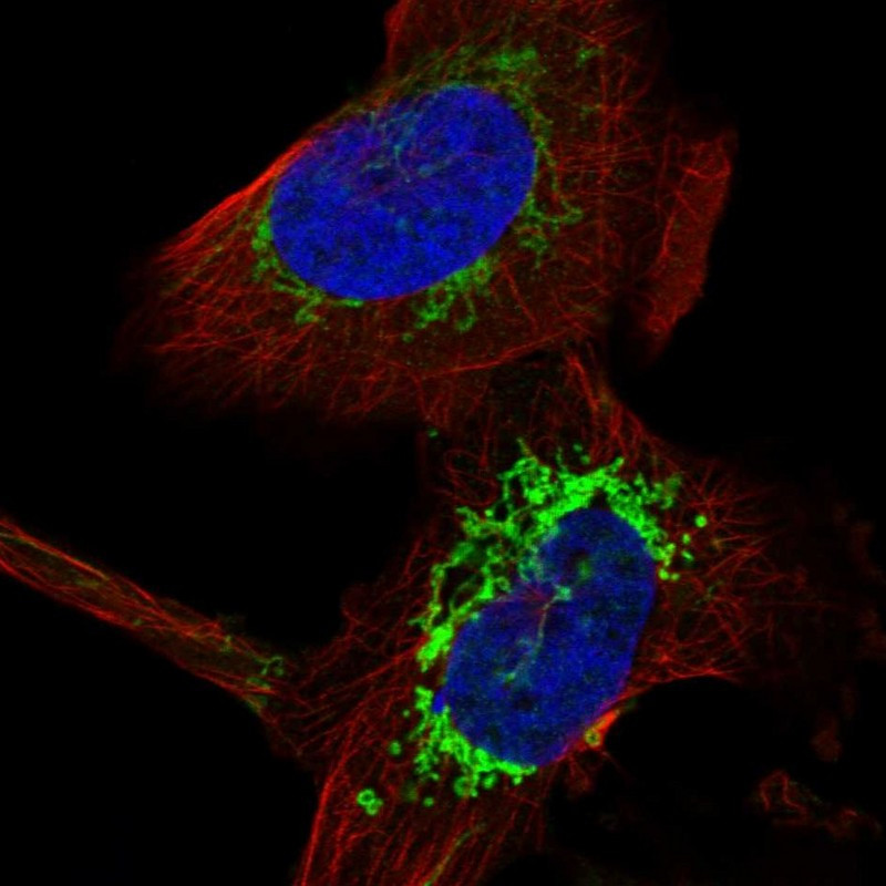 Immunofluorescent staining of human cell line U-251 MG shows localization to mitochondria.
