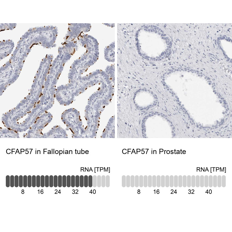 Immunohistochemistry analysis in human fallopian tube and prostate tissues using HPA028623 antibody. Corresponding CFAP57 RNA-seq data are presented for the same tissues.