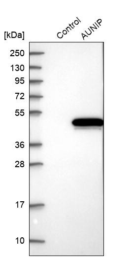Western blot analysis in control (vector only transfected HEK293T lysate) and AUNIP over-expression lysate (Co-expressed with a C-terminal myc-DDK tag (~3.1 kDa) in mammalian HEK293T cells, LY411413).
