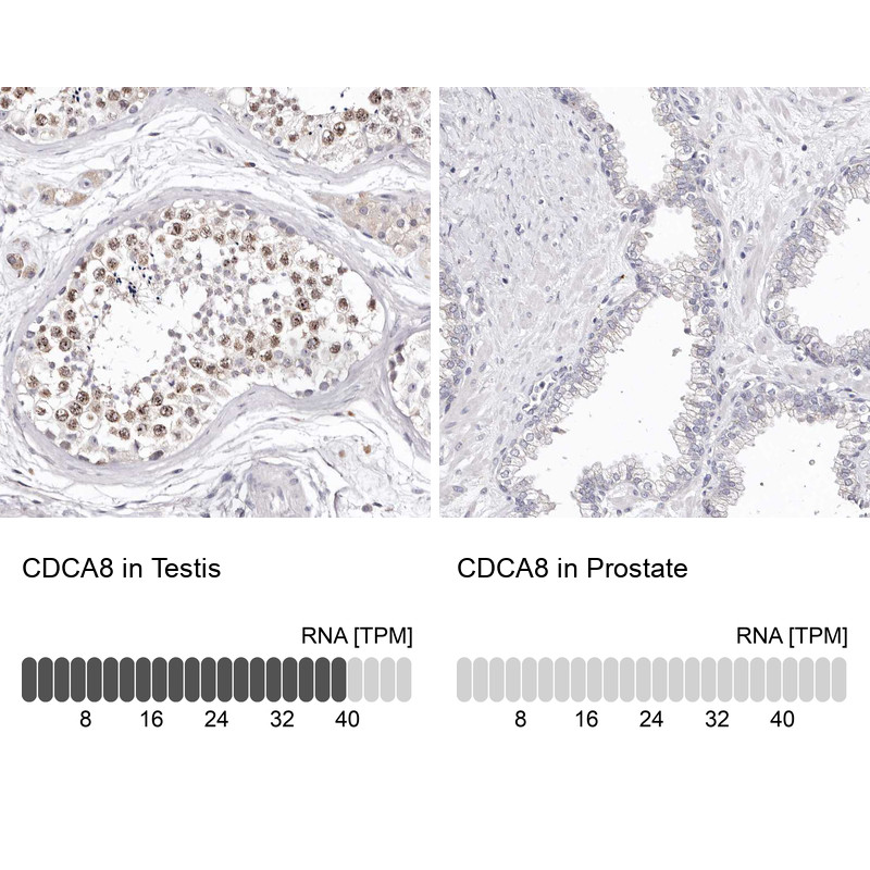 Immunohistochemistry analysis in human testis and prostate tissues using HPA028783 antibody. Corresponding CDCA8 RNA-seq data are presented for the same tissues.