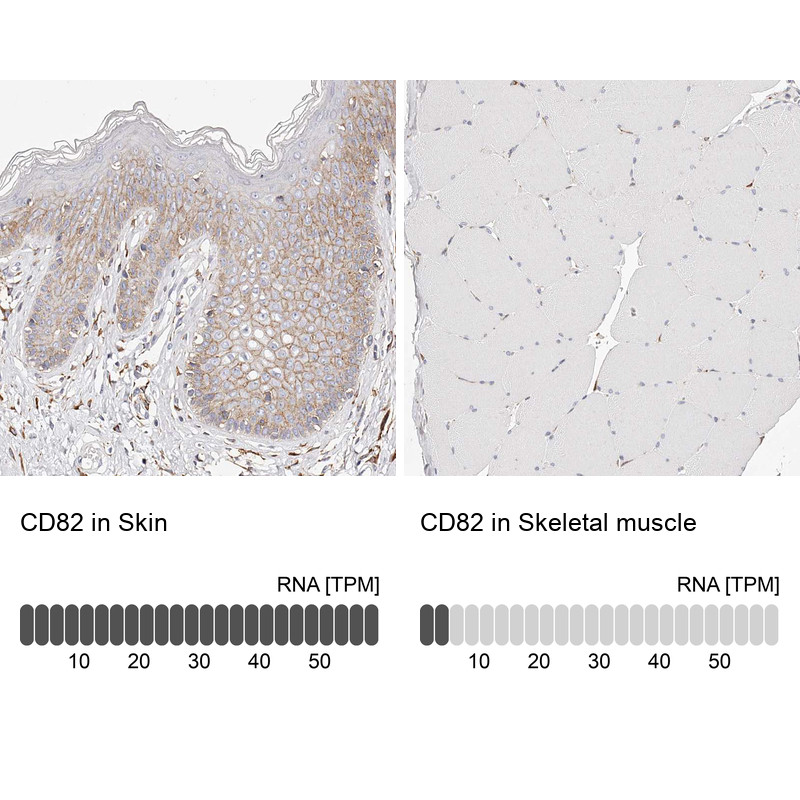 Immunohistochemistry analysis in human skin and skeletal muscle tissues using HPA028900 antibody. Corresponding CD82 RNA-seq data are presented for the same tissues.