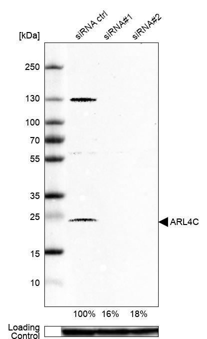 Western blot analysis in U-87MG ATCC cells transfected with control siRNA, target specific siRNA probe #1 and #2, using Anti-ARL4C antibody. Remaining relative intensity is presented. Loading control: Anti-GAPDH.