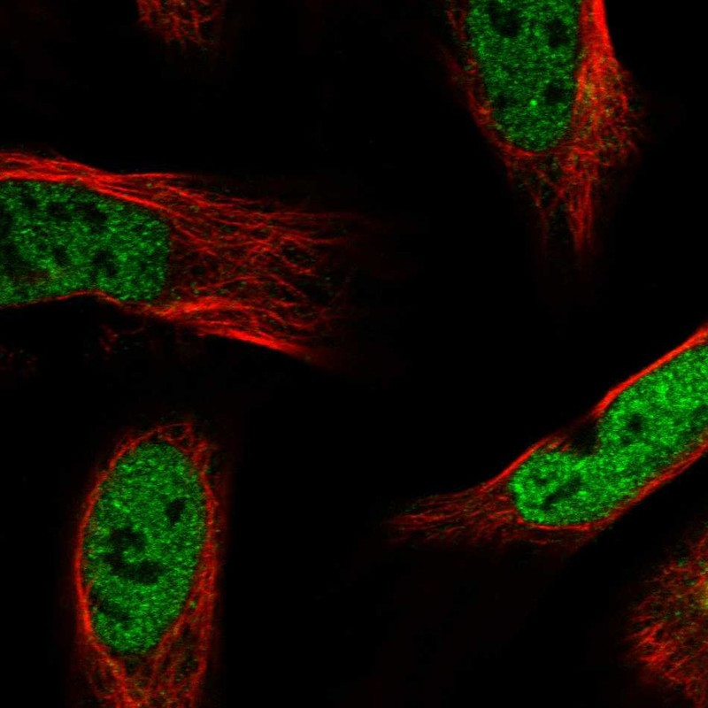 Immunofluorescent staining of human cell line U-2 OS shows localization to nucleoplasm & nuclear bodies.
