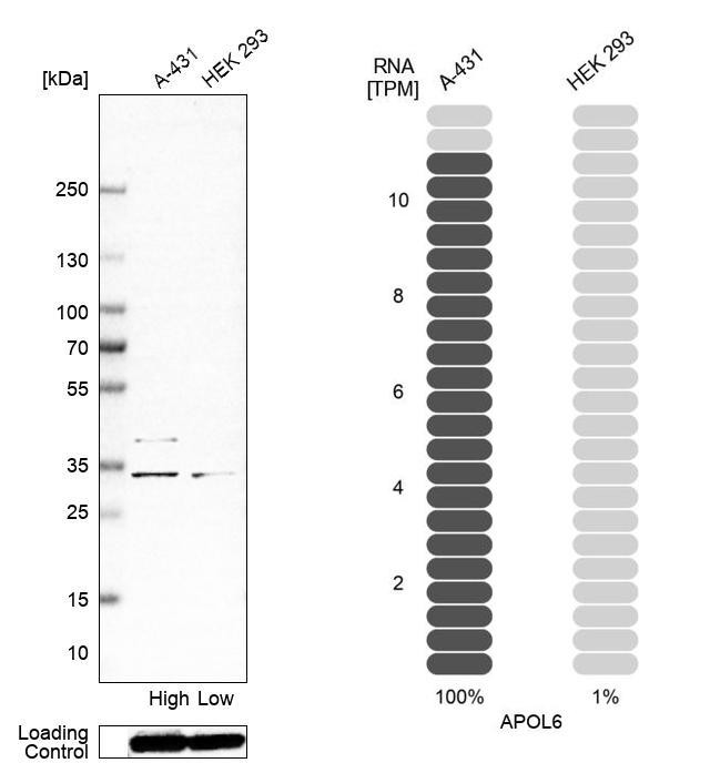 Western blot analysis in human cell line A-431 and human cell line HEK 293.