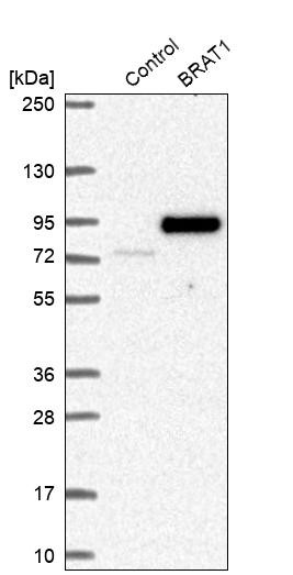 Western blot analysis in control (vector only transfected HEK293T lysate) and BRAT1 over-expression lysate (Co-expressed with a C-terminal myc-DDK tag (~3.1 kDa) in mammalian HEK293T cells, LY407296).