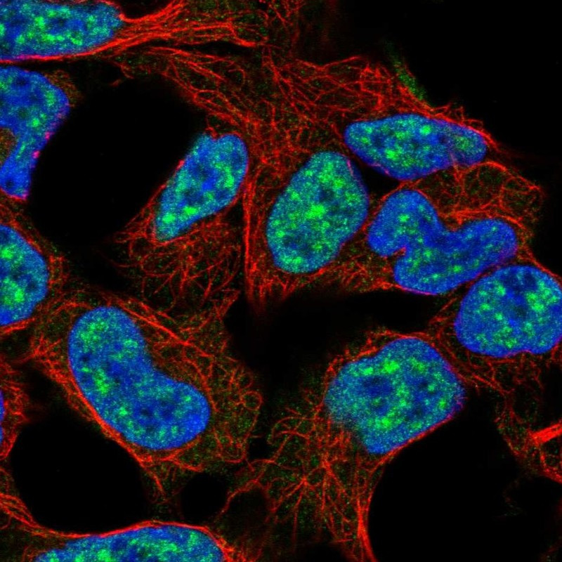Immunofluorescent staining of human cell line HEK 293 shows localization to nuclear speckles.