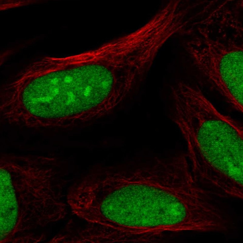 Immunofluorescent staining of human cell line U-2 OS shows localization to nucleus & nucleoli.