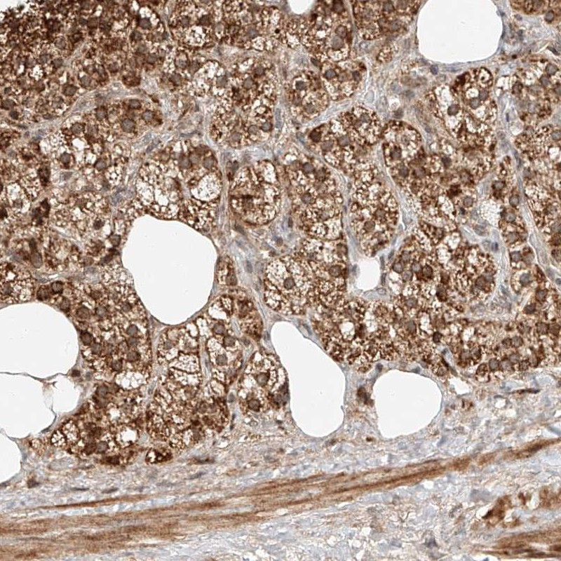 Immunohistochemical staining of human adrenal gland shows cytoplasmic positivity in cortical cells.