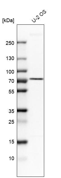Western blot analysis in human cell line U-2 OS.