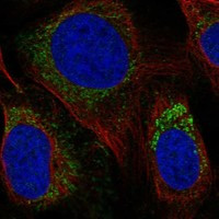 Immunofluorescent staining of human cell line U-2 OS shows localization to mitochondria.