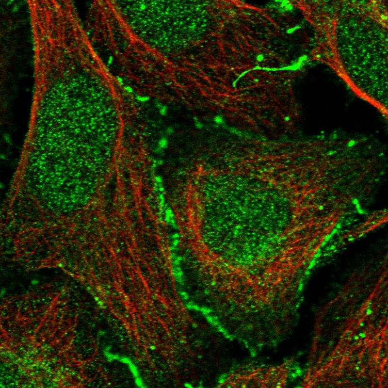 Immunofluorescent staining of human cell line U-2 OS shows localization to nucleoplasm, plasma membrane & cell junctions.