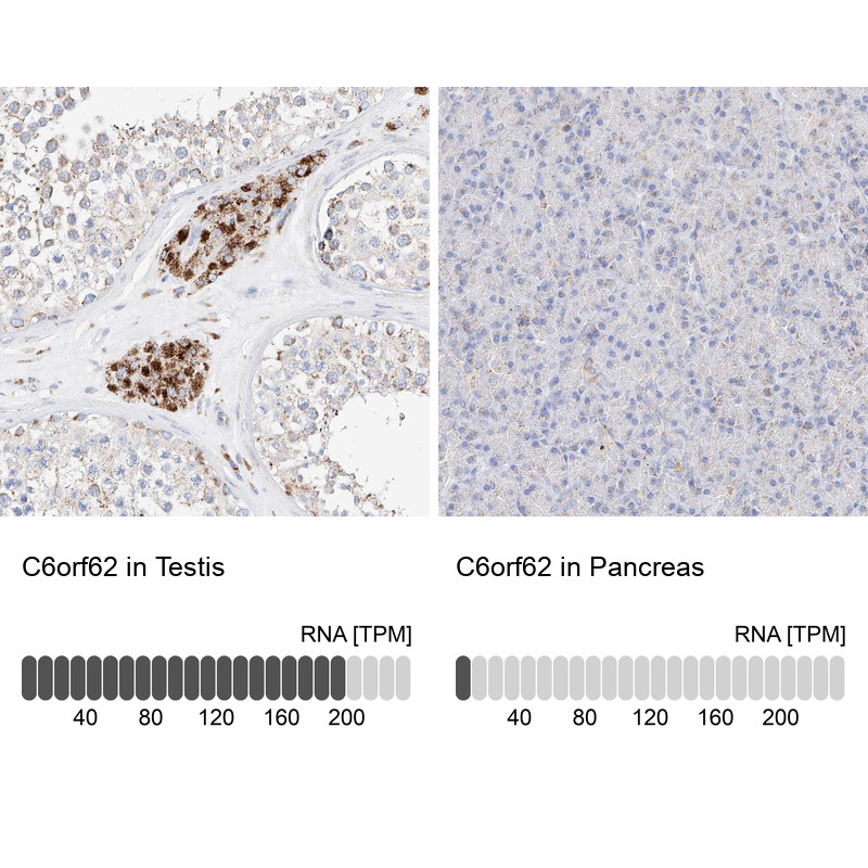 Immunohistochemistry analysis in human testis and pancreas tissues using Anti-C6orf62 antibody. Corresponding C6orf62 RNA-seq data are presented for the same tissues.