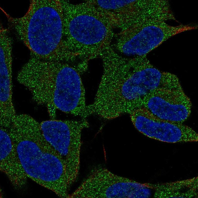 Immunofluorescent staining of human cell line SH-SY5Y shows localization to cytosol.