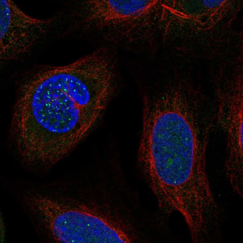 Immunofluorescent staining of human cell line U-2 OS shows localization to nucleus, nucleoli & nuclear bodies.