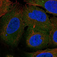 Immunofluorescent staining of human cell line U-2 OS shows localization to plasma membrane & cytosol.