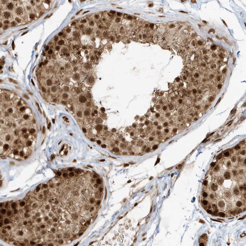Immunohistochemical staining of human testis shows strong nuclear positivity in cells in seminiferous ducts.