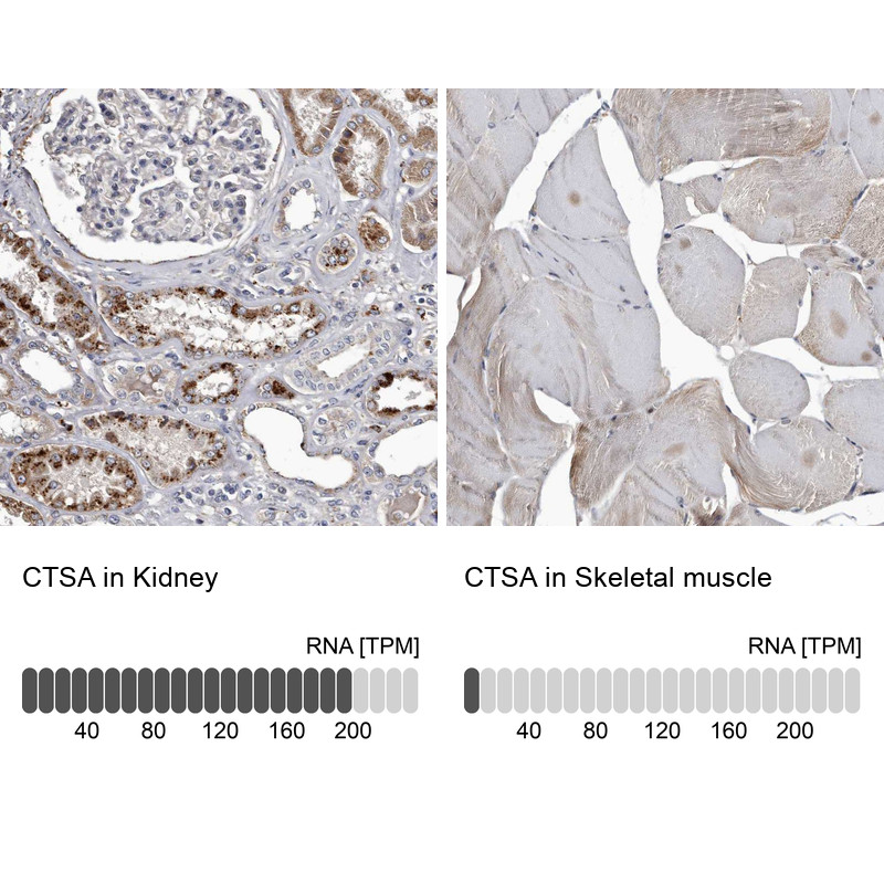 Immunohistochemistry analysis in human kidney and skeletal muscle tissues using HPA031068 antibody. Corresponding CTSA RNA-seq data are presented for the same tissues.