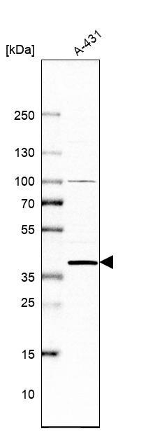 Western blot analysis in human cell line A-431.