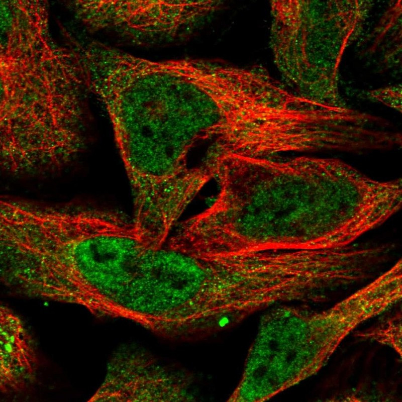 Immunofluorescent staining of human cell line U-2 OS shows localization to nucleoplasm & cytosol.