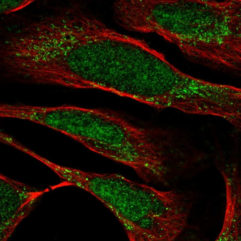 Immunofluorescent staining of human cell line U-2 OS shows localization to nucleoplasm & mitochondria.