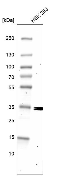 Lane 1: Marker [kDa] 230, 130, 95, 72, 56, 36, 28, 17, 11<br/>Lane 2: Human cell line RT-4<br/>Lane 3: Human cell line U-251MG sp