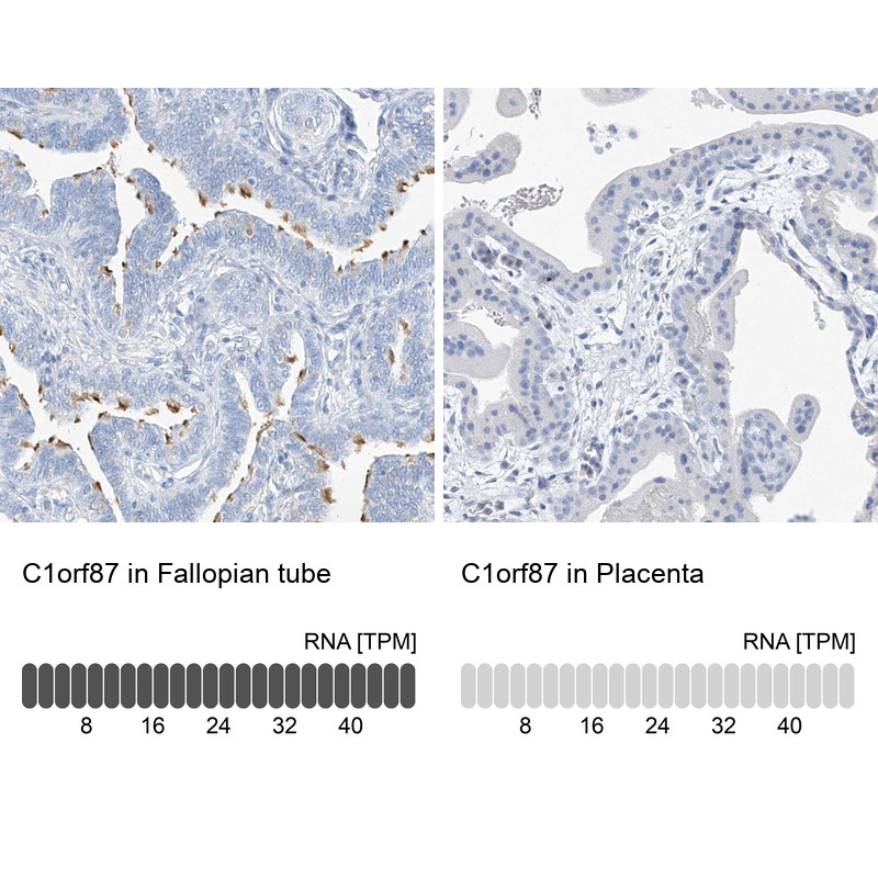 Immunohistochemistry analysis in human fallopian tube and placenta tissues using Anti-C1orf87 antibody. Corresponding C1orf87 RNA-seq data are presented for the same tissues.