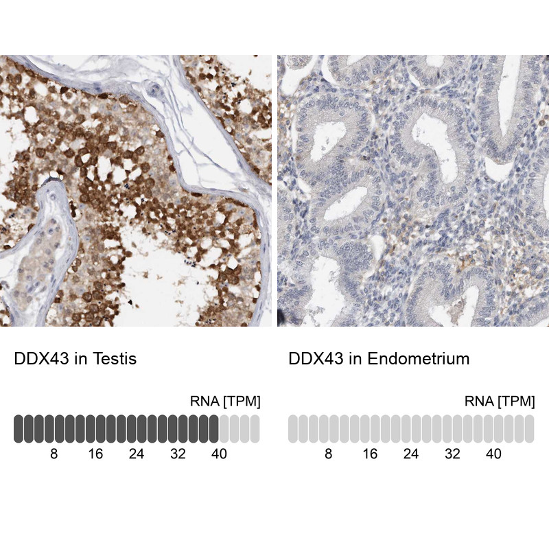 Immunohistochemistry analysis in human testis and endometrium tissues using Anti-DDX43 antibody. Corresponding DDX43 RNA-seq data are presented for the same tissues.
