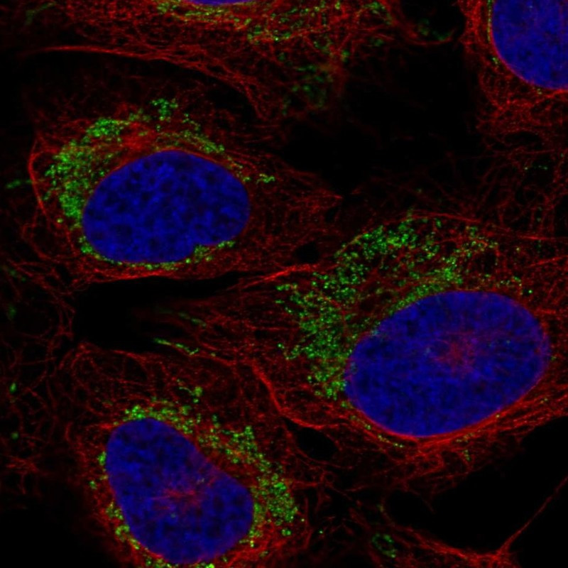 Immunofluorescent staining of human cell line U-2 OS shows localization to mitochondria.