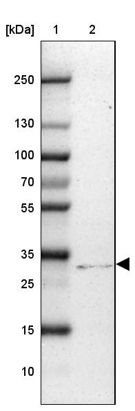 Lane 1: Marker [kDa] 250, 130, 100, 70, 55, 35, 25, 15, 10<br/>Lane 2: Human cell line U-2 OS