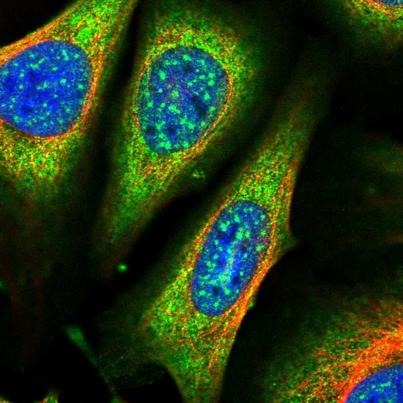 Immunofluorescent staining of human cell line U-2 OS shows localization to nuclear speckles, plasma membrane & cytosol.