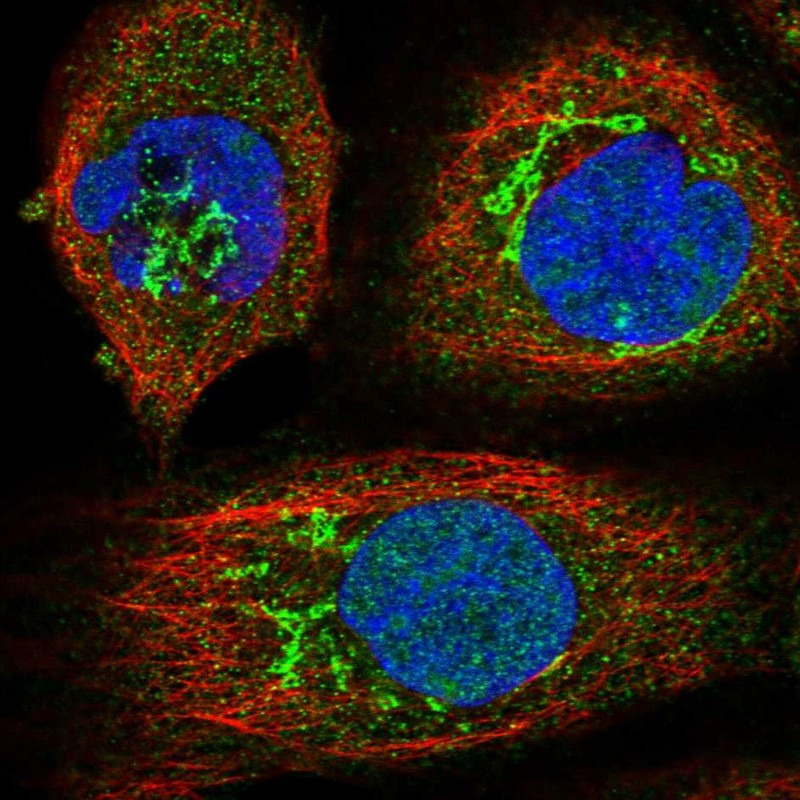Immunofluorescent staining of human cell line A-431 shows localization to nucleus, nucleoli & the Golgi apparatus.