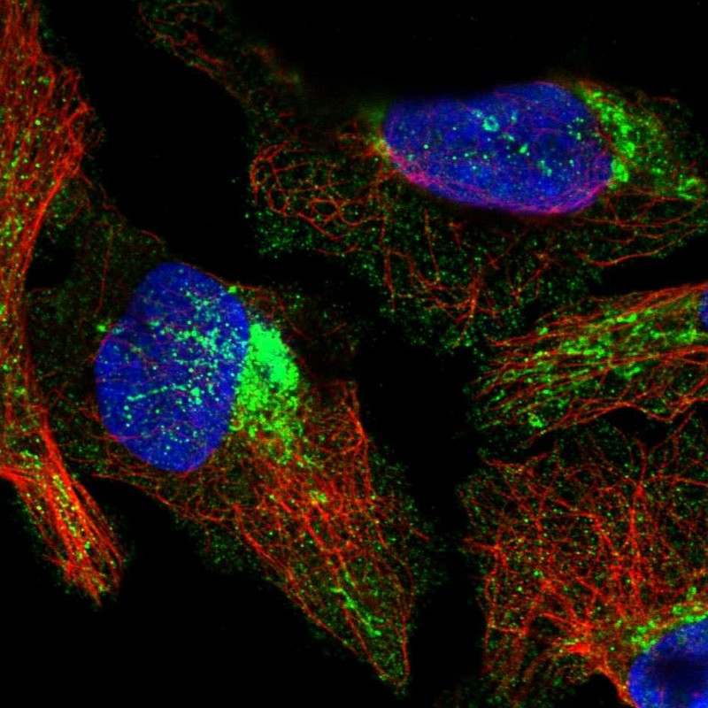 Immunofluorescent staining of human cell line U-2 OS shows localization to nucleoli & mitochondria.