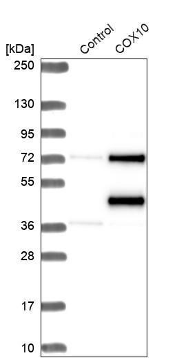 Western blot analysis in control (vector only transfected HEK293T lysate) and COX10 over-expression lysate (Co-expressed with a C-terminal myc-DDK tag (~3.1 kDa) in mammalian HEK293T cells, LY420021).