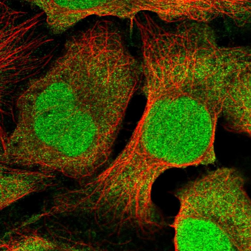Immunofluorescent staining of human cell line U-2 OS shows localization to nucleus & cytosol.