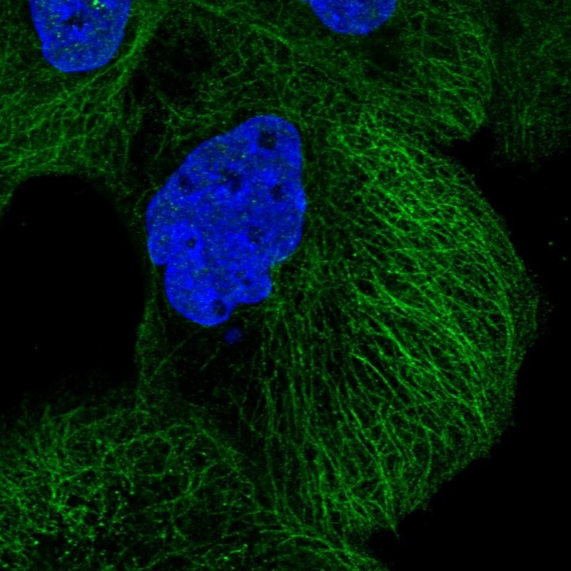 Immunofluorescent staining of human cell line A-431 shows localization to plasma membrane & microtubules.