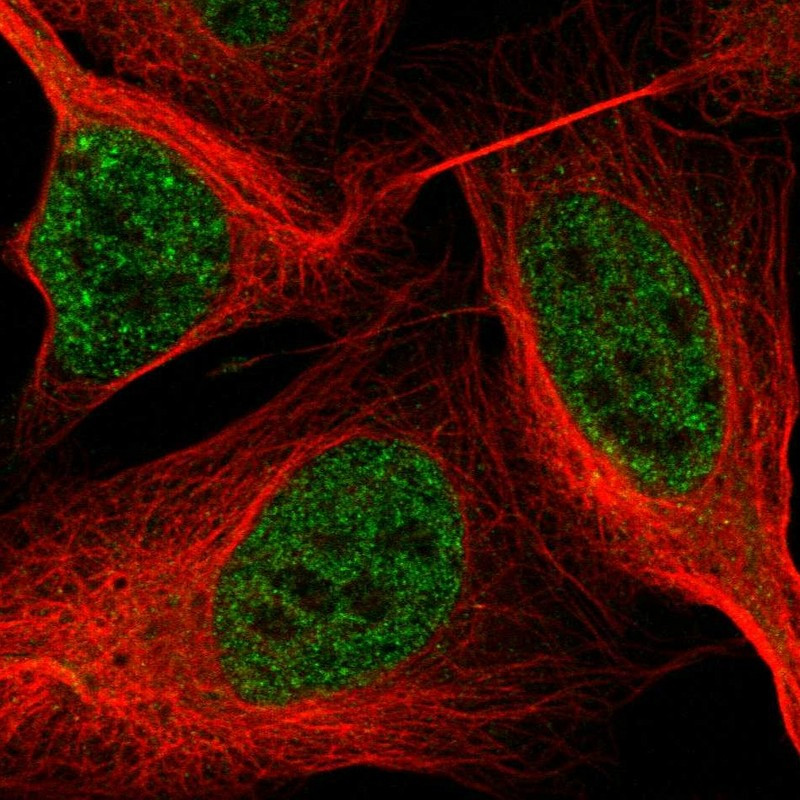 Immunofluorescent staining of human cell line U-2 OS shows localization to nucleoplasm.