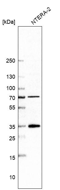Western blot analysis in human cell line NTERA-2.
