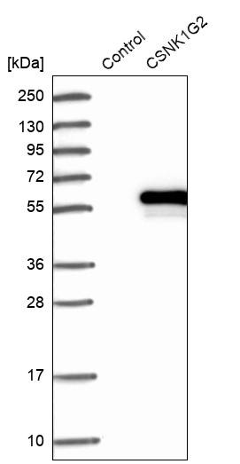 Western blot analysis in control (vector only transfected HEK293T lysate) and CSNK1G2 over-expression lysate (Co-expressed with a C-terminal myc-DDK tag (~3.1 kDa) in mammalian HEK293T cells, LY400524).