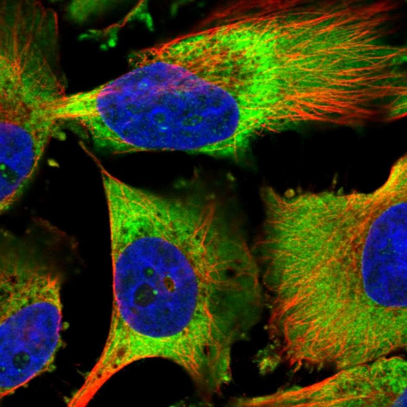 Immunofluorescent staining of human cell line U-251 MG shows localization to nucleoli fibrillar center & cytosol.