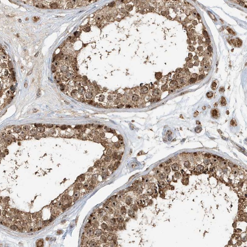 Immunohistochemical staining of human testis shows strong cytoplasmic positivity.